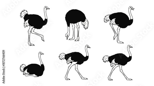 A set of six black and white ostrich illustrations in various running poses against a clean white background.