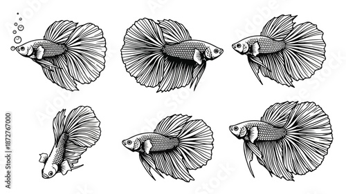 Black and white illustration of six betta fish in various swimming positions against a clean white background.