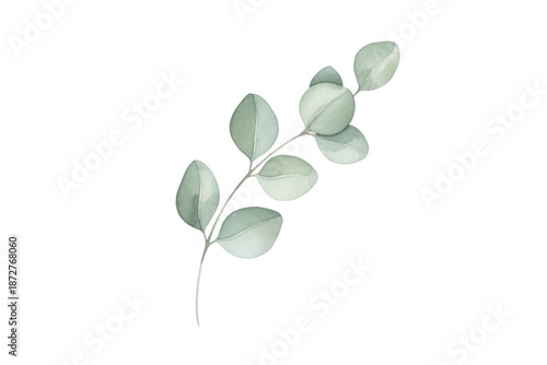 Delicate watercolor illustration of eucalyptus sprig, botanical art, minimal design