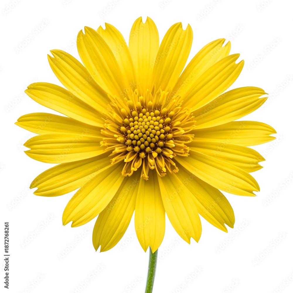 Obraz premium Yellow Crownbeard Bright Wild Bloom On Clean White Background With Radiant Petals And Cheerful Meadow Beauty For Fresh Natural Botanical Still Life And Vibrant Floral Photography