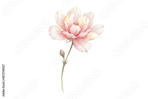 Elegant Botanical Illustration Depicting a Delicate Magnolia Bloom in Full Splendor