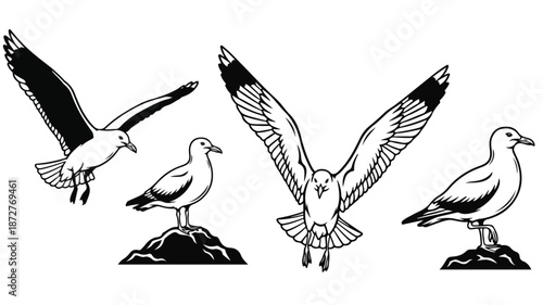 Black and white illustration of three seagulls in different poses on rocks against a plain white background.