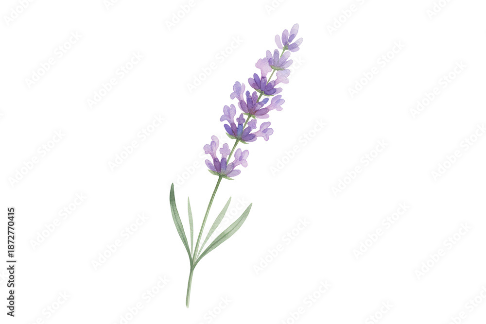 Obraz premium Elegant lavender flower with purple blooms and green leaves on a dark presentation area