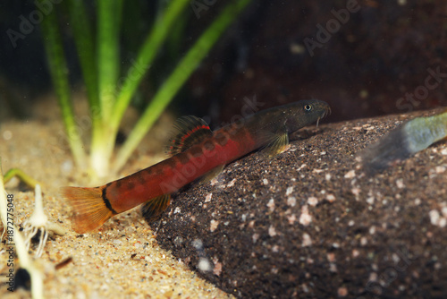 Crimson loach (Schistura sp.) from Kerala Southern India 