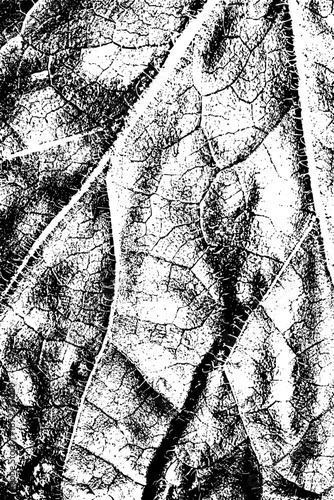 High contrast black and white close-up of a leaf surface, highlighting detailed vein structures and organic texture. Perfect for abstract design, backgrounds, and natural botanical art projects.