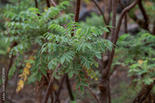 Bencomia caudata, a shrub native to the Canary Islands, characterized by pinnate leaves with serrated edges. Photo taken in Tenerife, Canary Islands, Spain