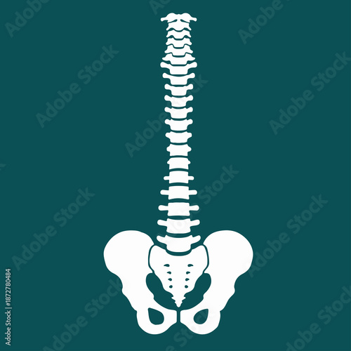 Spine Diagnostic. Medical diagnostic spine concept. human spine isolated silhouette illustration