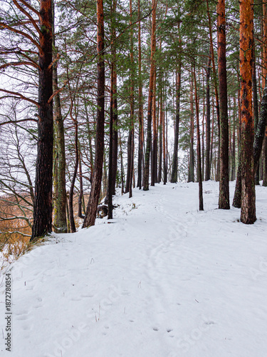 Wallpaper Mural A tranquil path winds through a snow-covered forest, surrounded by towering pine trees Torontodigital.ca