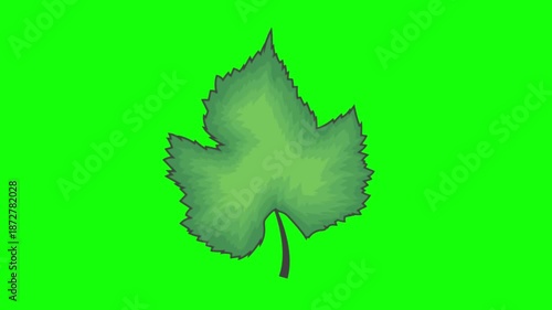 a smooth moving looping stylized green leaf illustration representing nature, ecology, and environmental sustainability isolated on a bright green chroma or green background animation