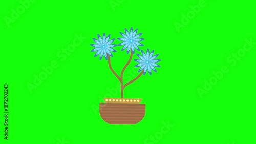 Stylized houseplant, blue flower in brown pot isolated on green background move smoothly animation, Potted flower animation