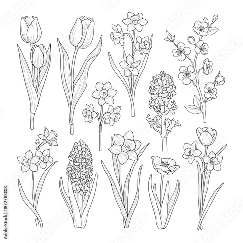 Hand-drawn Spring Flowers Collection: Tulips, Daffodils, Hyacinths, Cherry Blossoms