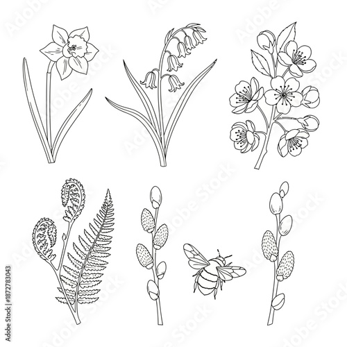 Spring botanical illustrations: daffodil, lily of the valley, cherry blossom, fern, pussy willow, bee