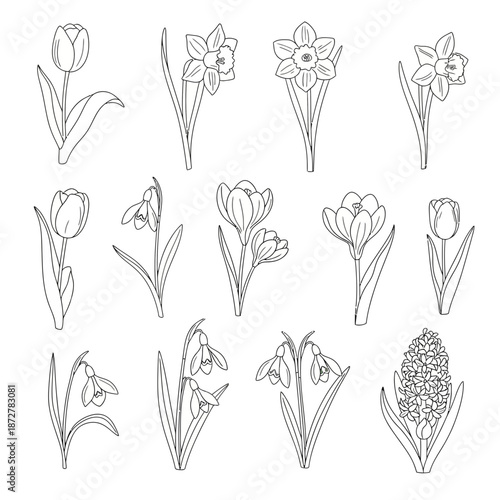 Spring Flower Line Art Collection: Tulips, Daffodils, Crocuses, Snowdrops, Hyacinth
