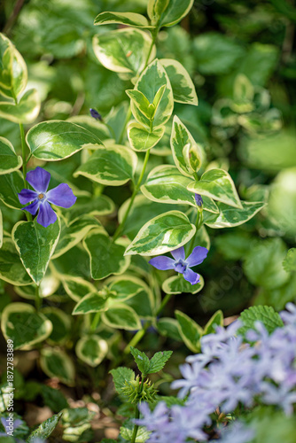 Purple blossoms peek through lush green leaves, creating a serene garden vibe on a bright day
