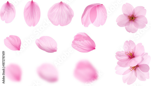 桜 花びら 切り抜き　set png  Generative AI  

