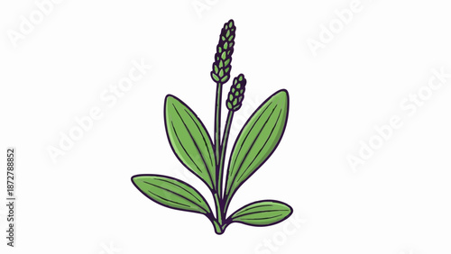 A simple cartoon of a green plant with pointed leaves and two tall flower spikes