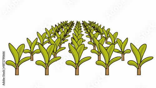 A stylized perspective view of neat rows of small, light green plants