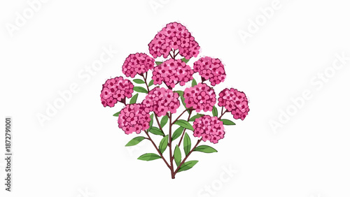 A vibrant cluster of pink hydrangea blooms and green leaves