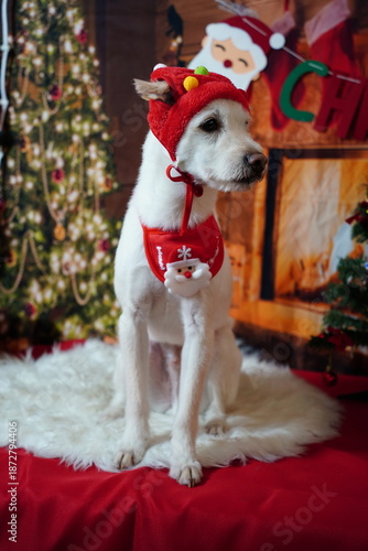 Adorable white dog posing for Christmas holiday photo in festive studio