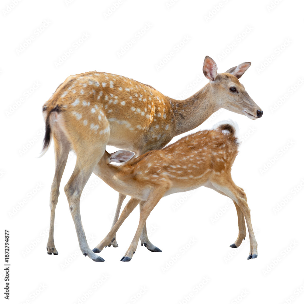 Fototapeta premium Young roe deer fawn and wild buck standing on white background, a brown mammal wildlife animal isolated for nature design