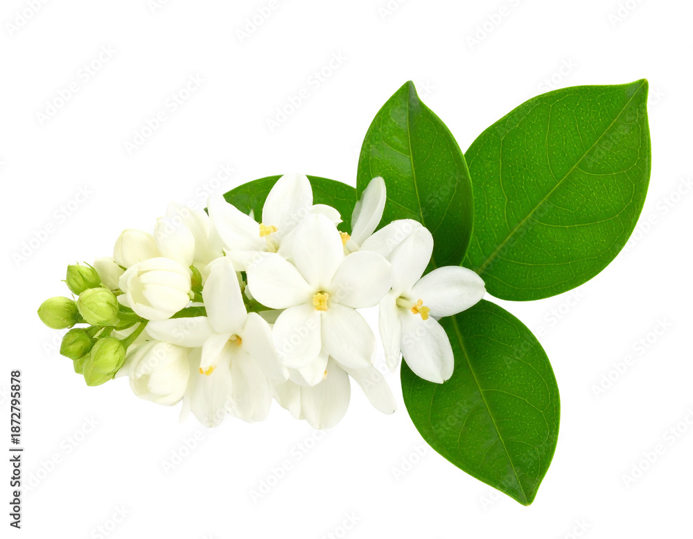 Fototapeta premium Beautiful Jasmin flower bunch with leaves on an isolated background top view
