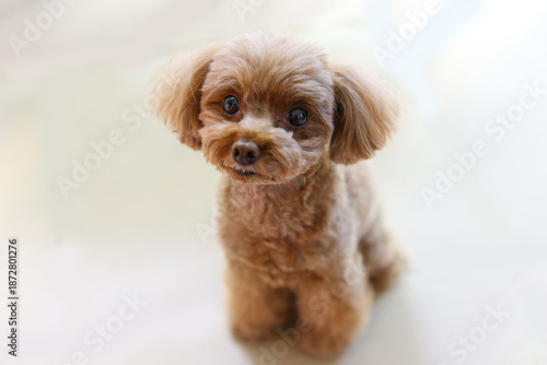 可愛い顔をしたトイ・プードル