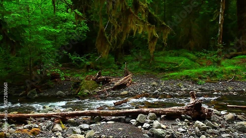 a video of the Bogachiel river in Olympic National Park Washington State