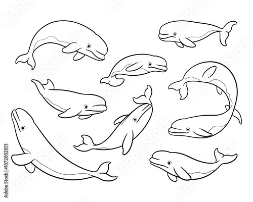 Collection of black and white line of various whales and dolphins in different poses beluga whale killer whale