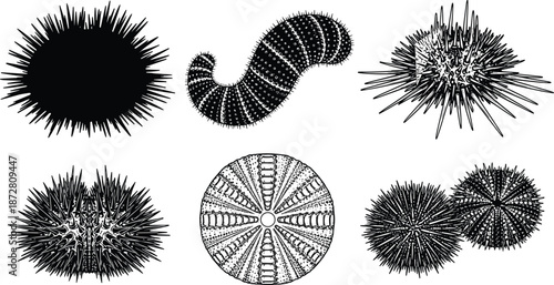 Set of sea urchin illustrations, marine invertebrates, sea cucumber, and spiny ocean creatures for biology, nautical education, and beach design.