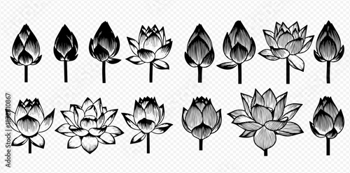 Elegant Lotus Flower Development Stages in Black and White Line Art Design Serene Blossoms Illustration for Spiritual and Creative Projects silhouette
