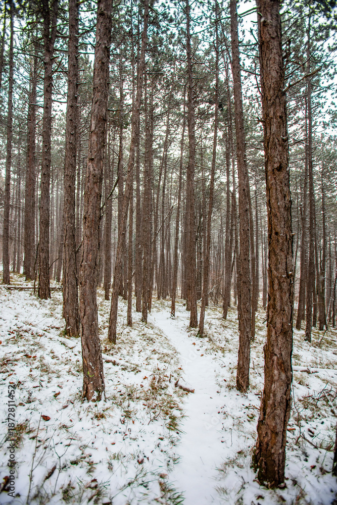 Fototapeta premium forest covered with snow 