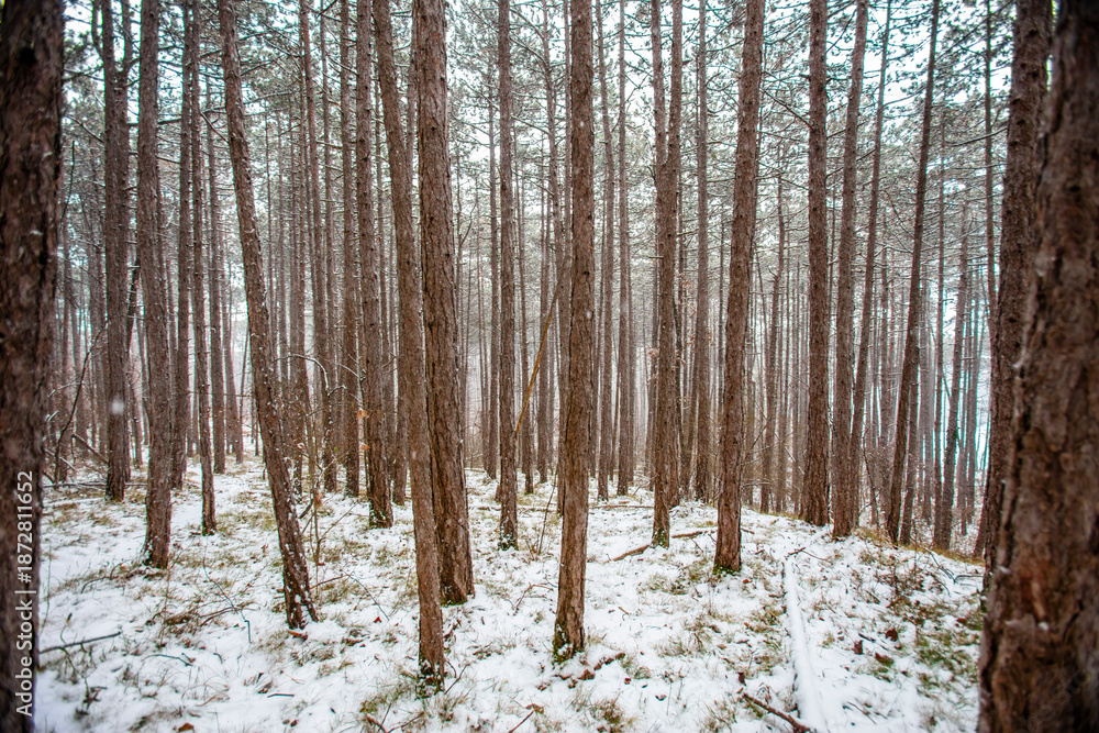 Naklejka premium forest covered with snow 