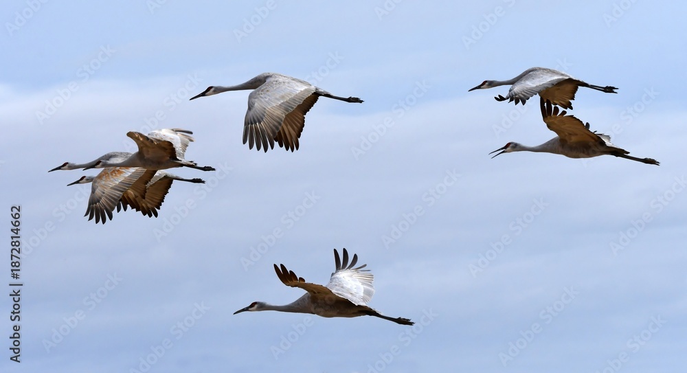 Fototapeta premium flock of majestic sandhill cranes in flight over their winter habitat of bernardo state wildlife refuge, near socorro, new mexico