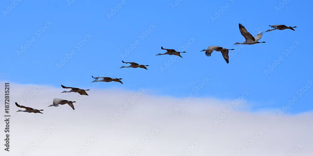 Obraz premium flock of majestic sandhill cranes in flight over their winter habitat of bernardo state wildlife refuge, near socorro, new mexico