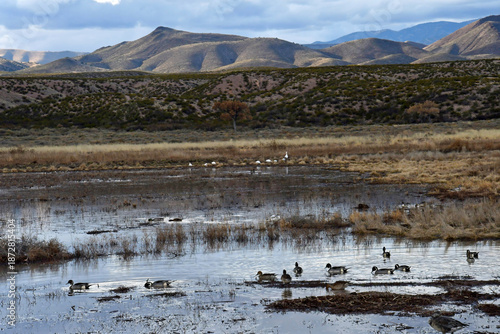northern pintail ducks swimming in a pond with snow geese with a mountain backdrop in winter at the bosque del apache national wildlife refuge near socorro in southern new mexico