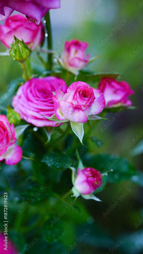 Obraz premium Close-up of pink miniature roses bush in full bloom.