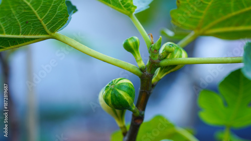 Close-up of green young figs growing on a branch of a fig tree.