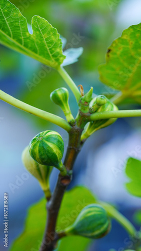 Photos Close-up of green young figs growing on a branch of a fig tree.