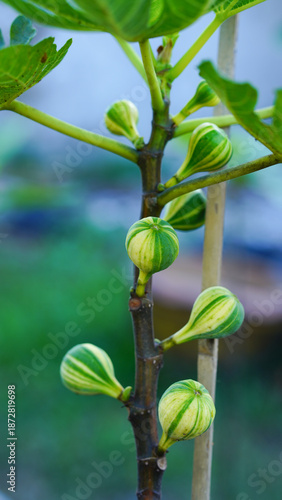 Photography Close-up of green young figs growing on a branch of a fig tree.