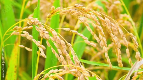 Rice. A large area of rice seedlings growing in the fields of Korea.