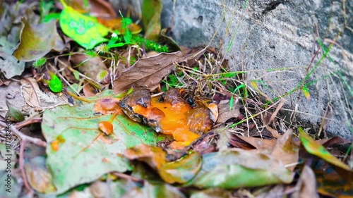 A bumblebee landed on an overripe persimmon that had fallen to the ground