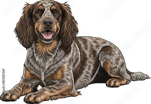 Picardy Spaniel dog lying down head raised smiling happy pose