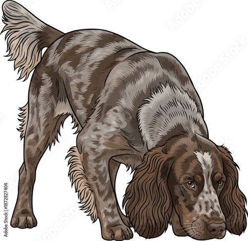 Picardy Spaniel dog sniffing ground curious working stance