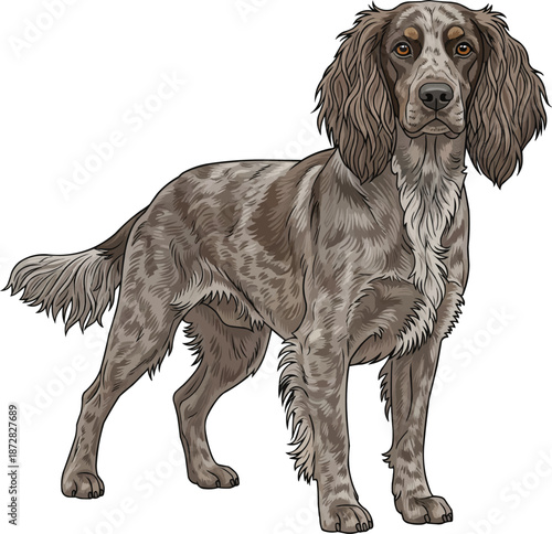 Picardy Spaniel dog standing alert attentive facing front pose