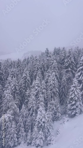 Aerial view of snowy forest with pine trees in French alps, ski resort Courchevel, on a snowing day by winter