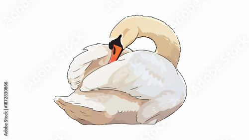 An elegant white swan illustration, preening its feathers, with its neck gracefully curved back