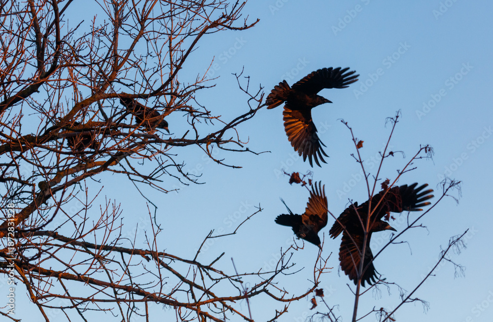 Fototapeta premium Three birds are flying in the sky