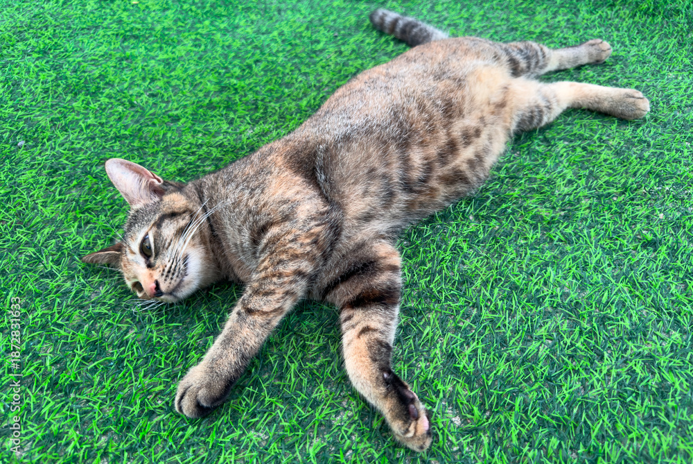 Obraz premium A cat laying on the grass