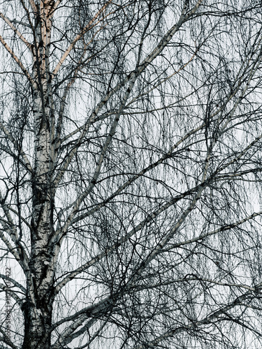 A tree with no leaves