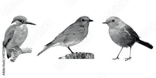 Three small birds standing on ground and branch in halftone illustration with wildlife and animal and nature and avian and fauna and black and white and species